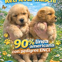 Golden retriever pedigree ENCI 90% linea americana