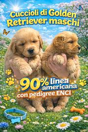 Golden retriever pedigree ENCI 90% linea americana