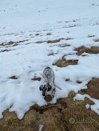 Setter inglese 6 anni