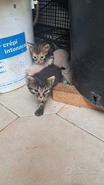 Gattini pelo lungo