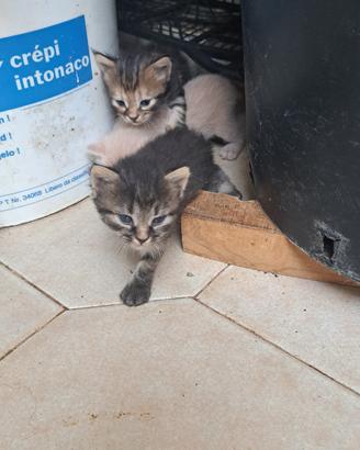 Gattini pelo lungo