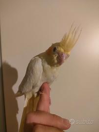 Calopsite addomesticata