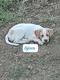 Cucciolo taglia media