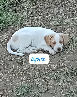 Cucciolo taglia media