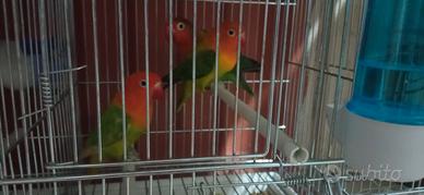 Inseparabili Fisheri