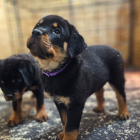 Femmina di Rottweiler