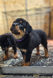 Femmina di Rottweiler