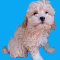 Maltipoo