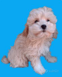 Maltipoo
