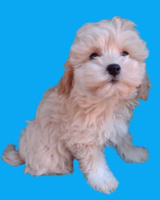 Maltipoo
