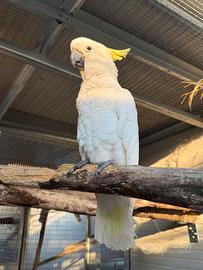 Cacatua e amazzoni