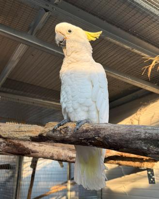 Cacatua e amazzoni
