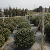 arreda il tuo giardino!