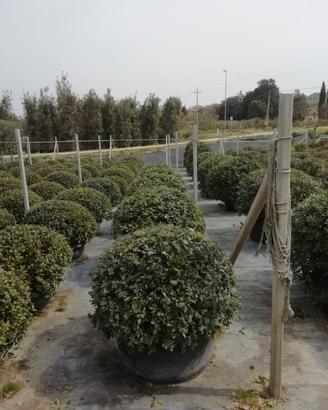 arreda il tuo giardino!