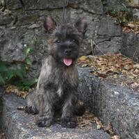 Cucciolo Cairn Terrier