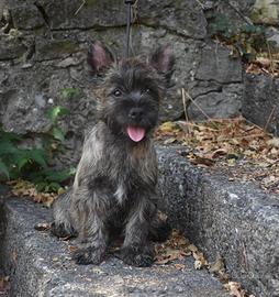 Cucciolo Cairn Terrier