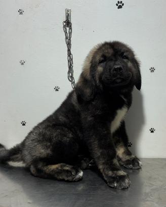 Splendidi cuccioli di Pastore del Caucaso