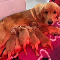 Golden Retriever Linea Americana