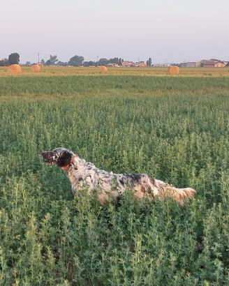 Setter Inglese per accoppiamento