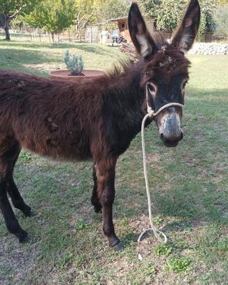 Asino maschio 5 mesi 
