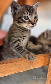 Gattini