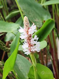 Pontederia alba pianta per laghetto