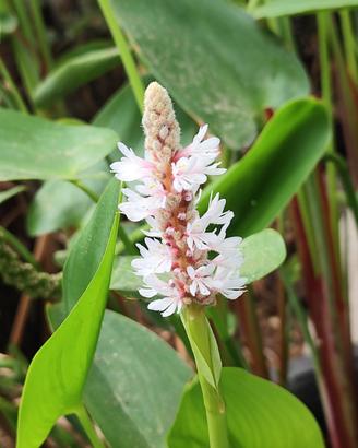 Pontederia alba pianta per laghetto