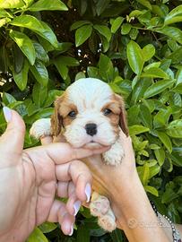cuccioli di Cavalier king Ciarles Spaniel e ruby