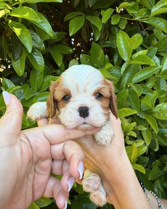 cuccioli di Cavalier king Ciarles Spaniel e ruby