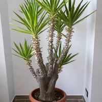 Yucca gigantea - pianta da interno grande