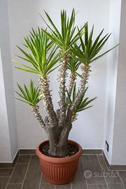 Yucca gigantea - pianta da interno grande