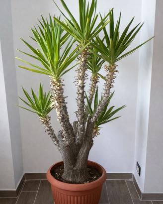 Yucca gigantea - pianta da interno grande