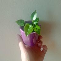 Baby plant di Anthurium andreanum Rosso 
