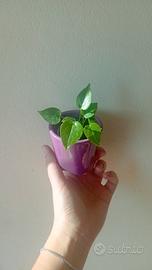 Baby plant di Anthurium andreanum Rosso 