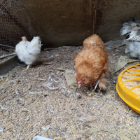 Gallo morosito fulvo rosso