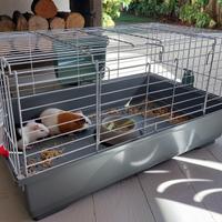 Gabbia per porcellini d'india o conigli