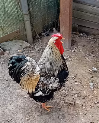 galline ornamentali 