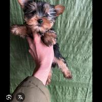 Yorkshire terrier taglia piccola