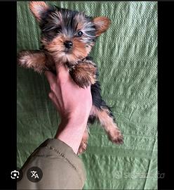 Yorkshire terrier taglia piccola