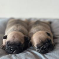 Cuccioli di bulldog francese con pedigree