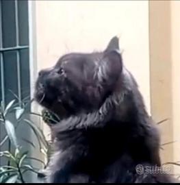 Maine Coon Giovani maschio