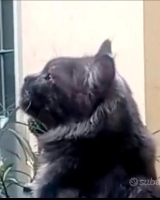 Maine Coon Giovani maschio