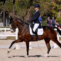 Meravigliosa cavalla da dressage