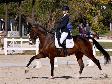 Meravigliosa cavalla da dressage