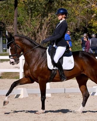 Meravigliosa cavalla da dressage