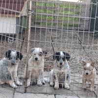Australian cattle dog