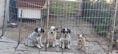 Australian cattle dog