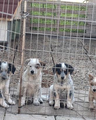 Australian cattle dog