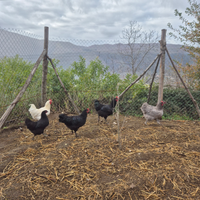 Australorp