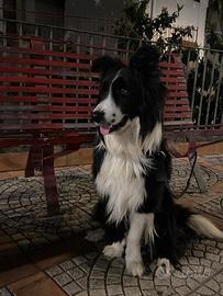 Disponibile per monta